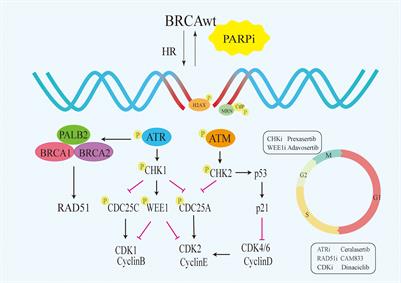 Combined strategies with PARP inhibitors for the treatment of BRCA wide type cancer